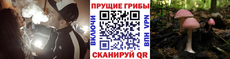Псилоцибиновые грибы MAGIC MUSHROOMS  Суровикино 